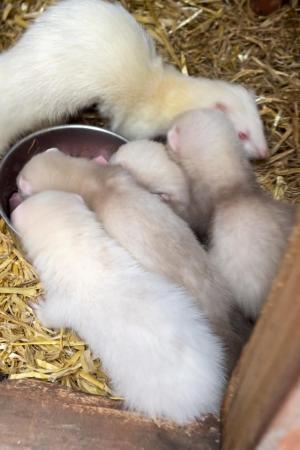 Image 1 of Baby Ferrets for sale male and female