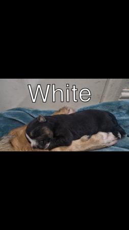Image 3 of Beautiful Gsd x puppies (rare colour)