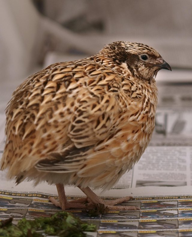 Preview of the first image of japanese quail ( male) for aviary not food!!.