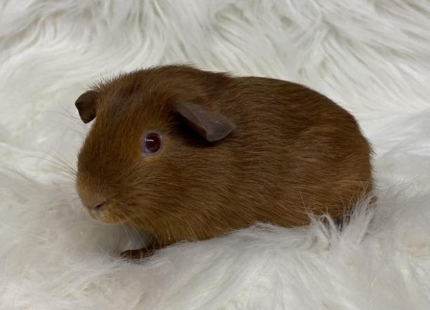 Image 7 of Bonded, Baby Guinea Pigs. Ready Now!
