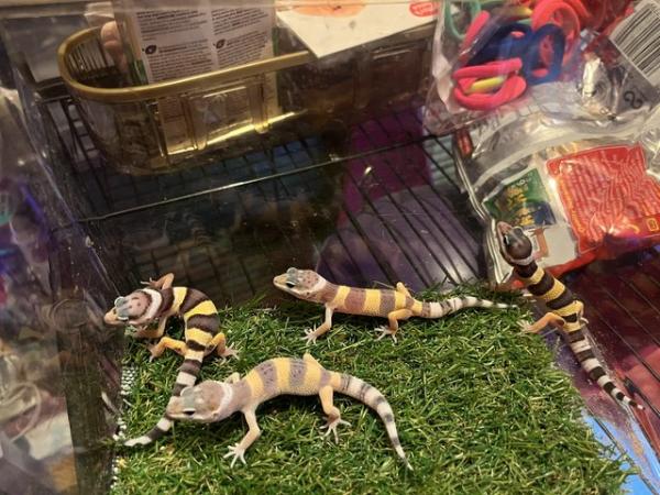 Image 4 of Baby leopard gecko for sale