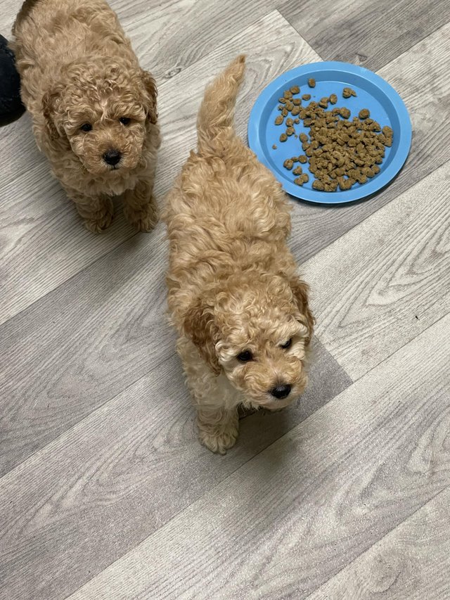 Preview of the first image of Kc miniature poodle puppys.