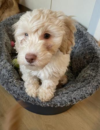 Image 8 of Goldendoodle puppies *** only 1 boy left ***