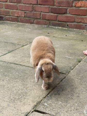 Image 5 of A pair of mini lop rabbits