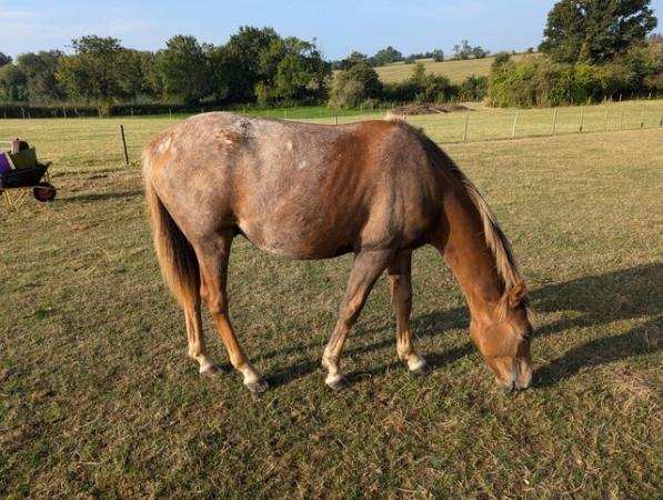 Image 5 of Dejavued Jalibert chestnut/roan gelding to make 15hh