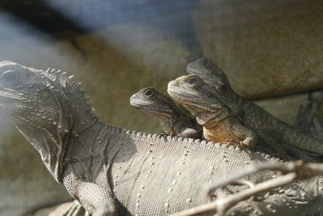Image 3 of Baby Male Australian Water Dragons (CB Aug 23)