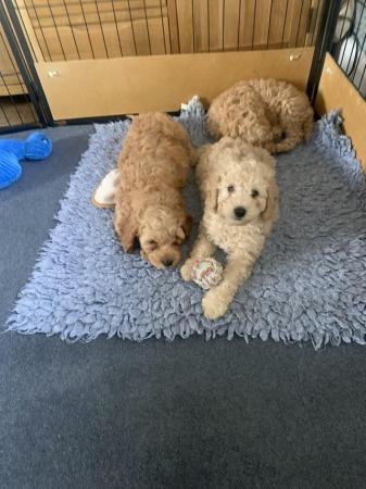 Image 11 of F2b cockapoo puppies ready to leave