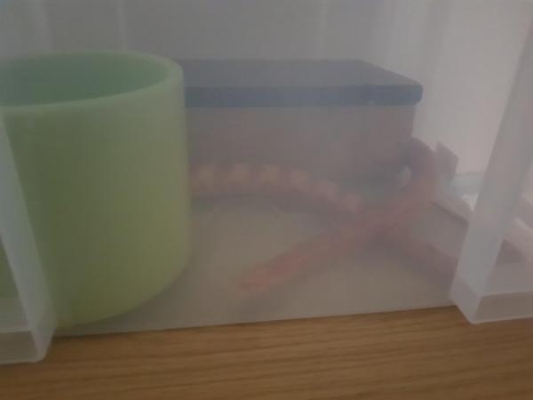 Image 4 of Red and white corn snake