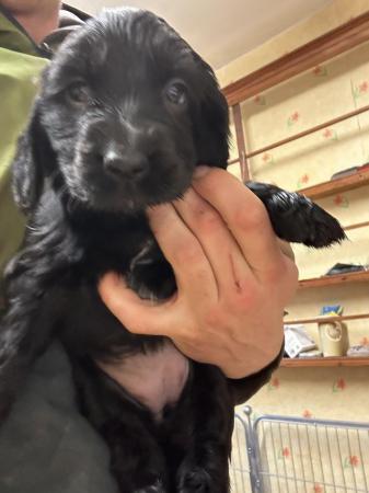Image 17 of Black and Tan Cocker spaniel puppies 4 left