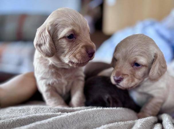 Image 4 of Dachshund x poodle puppies
