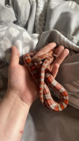 Image 1 of Corn snake and viv (unsure on the sex of snake )