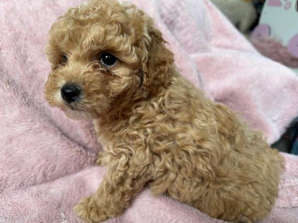 Image 11 of Stunning Red Maltipoo Puppies - ready today!