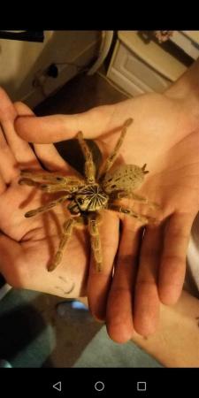 Image 2 of Tarantulas4sale all different ages and all different prices