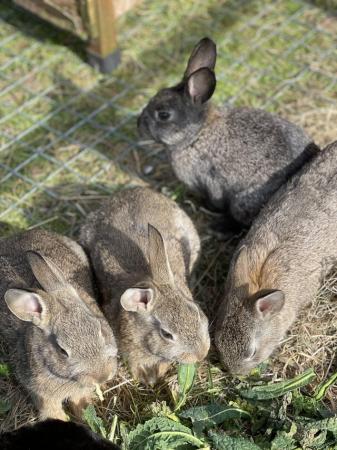Image 4 of Young male rabbit for sale