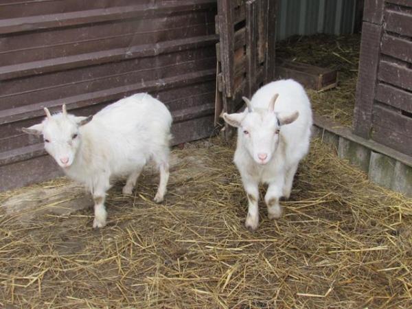 Image 3 of beautiful pygmy goats for sale