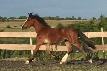 Image 4 of Registered Warmblood x Irish Sports Horse Filly To Make 16hh