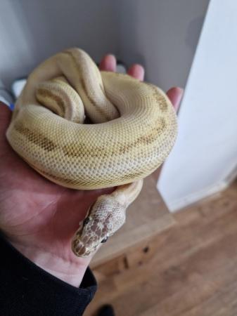 Image 2 of Royal python female beautiful markings
