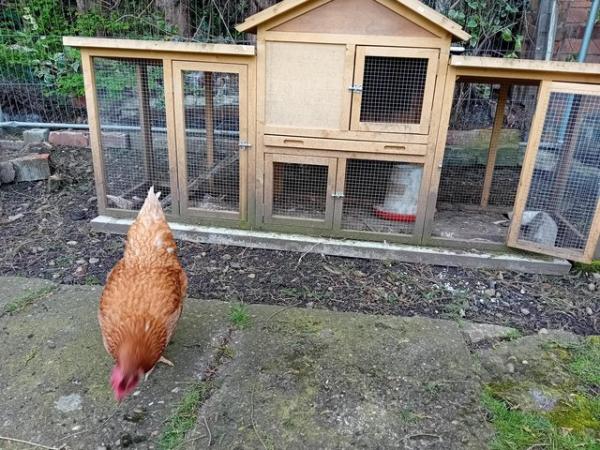 Image 4 of Hen for sale , a few years old don't know specific age