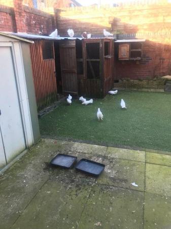 Image 4 of Young fantail pigeons and doves for sale