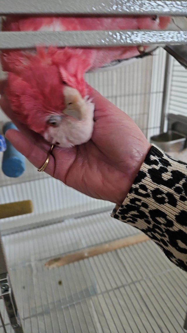 Preview of the first image of Galah Parrot cockatoo 13 months old including Cage.