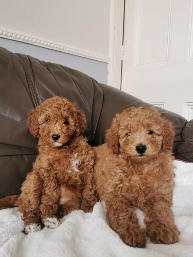 Preview of the first image of KC Reg Stunning Red Miniature Poodle Puppies.