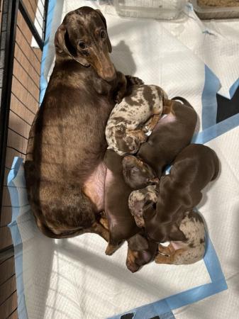 Image 7 of Champion Bloodline Miniature Dachshund puppies