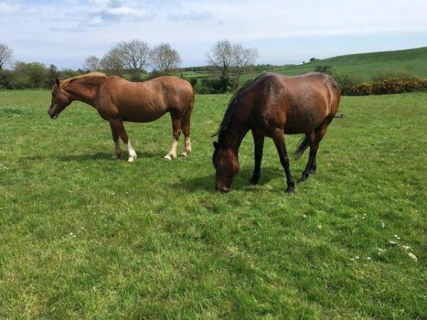 Image 8 of Pair of 15.1 - 15.3hh companions for rehoming together