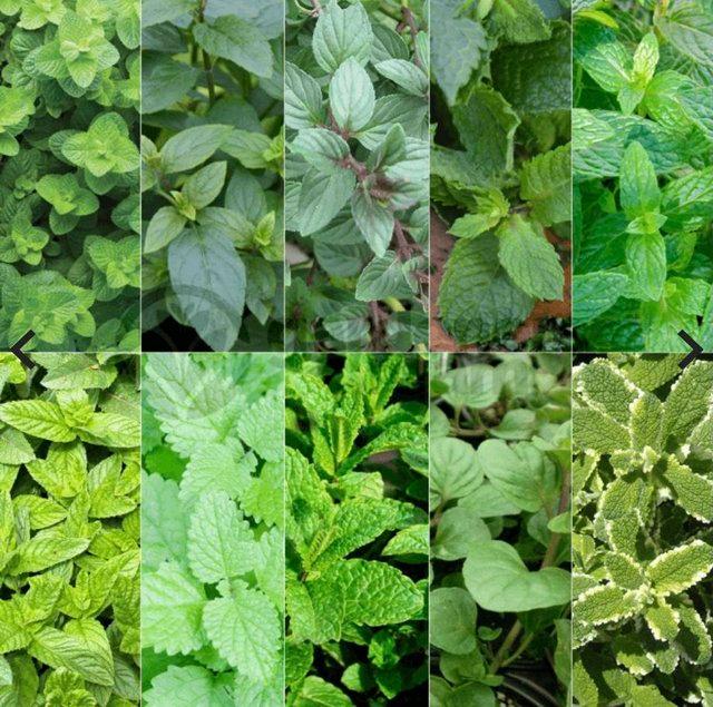 Preview of the first image of MINT plants - Spearmint, Chocolate Peppermint, peppermint.