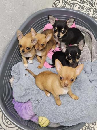 Image 4 of ready to go chihuahua puppies