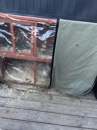 Image 1 of Female rabbit and hutch