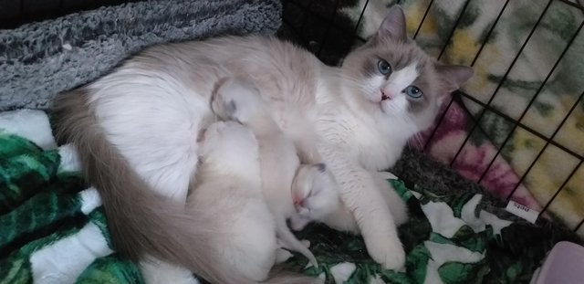 Image 6 of Pure Breed Ragdoll Kittens