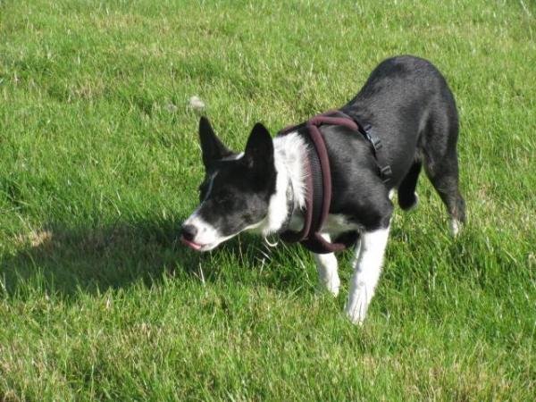 Image 1 of Border Collie for Rehoming