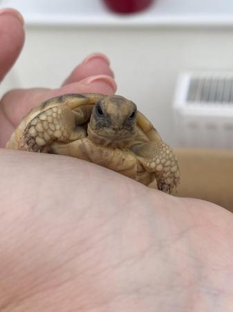 Image 2 of Marginated tortoise 2024 hatchlings for sale