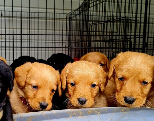 Preview of the first image of Red Labradoodle puppies.