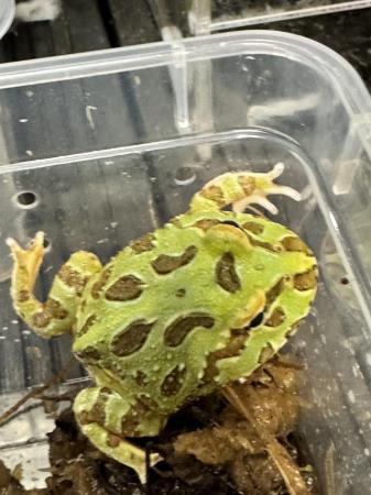 Image 1 of Pac-Man Lime Green Frog. Really nice pattern