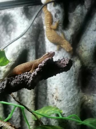 Image 3 of Baby mourning geckos for sale