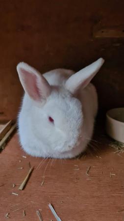 Image 6 of Small Friendly Female Rabbit