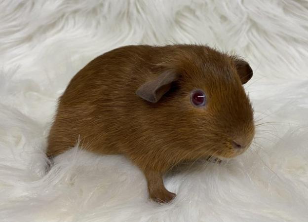 Image 4 of Bonded, Baby Guinea Pigs. Ready Now!