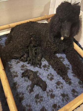 Image 1 of standard poodle pups for sale