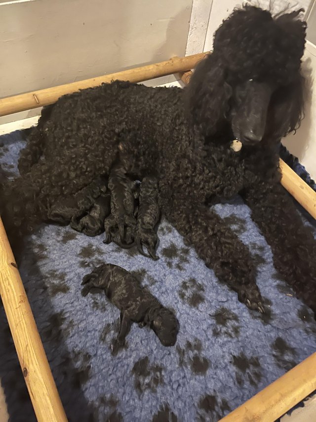 Preview of the first image of standard poodle pups for sale.