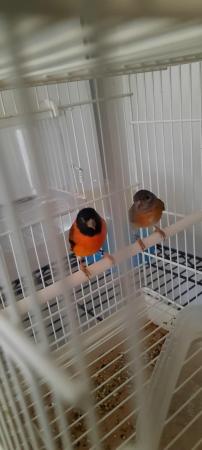 Image 1 of Siskin pair for sale male and female