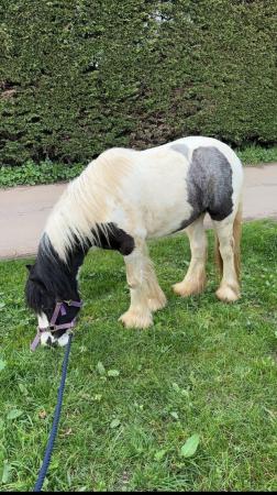 Image 2 of Dottie 12.2 , 2 year old cob filly