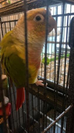 Image 1 of Pair of conures for sale