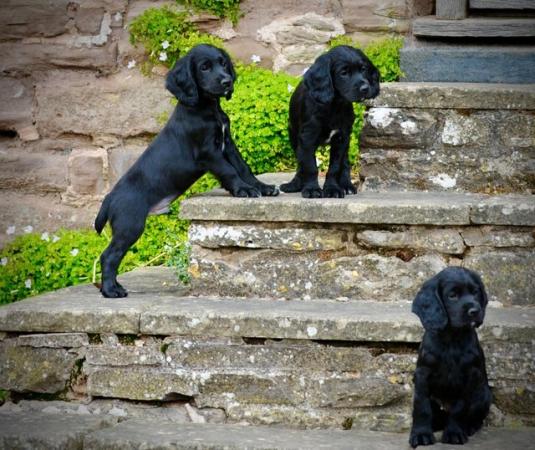 Image 5 of working cocker spaniel puppies for sale KCreg