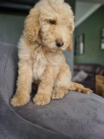 Image 26 of Ready to leave now. Goldendoodle puppies