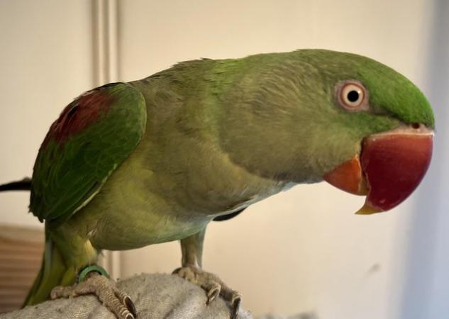 Image 15 of Beautiful Big Tame & Breeding Alexandrine Talking Parrots