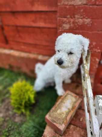 Image 2 of Bishon frise, male, 2 years old