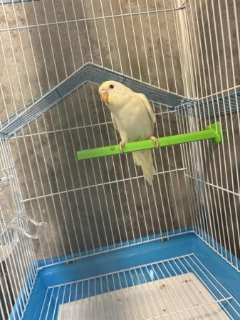 Image 2 of Young albino budgie with cage