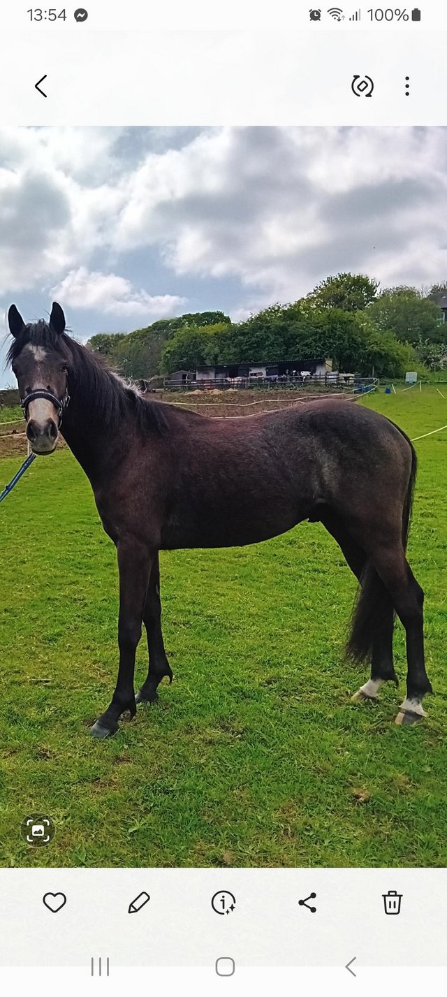 Preview of the first image of 14.3hh Chocolate dun connemara type gelding.