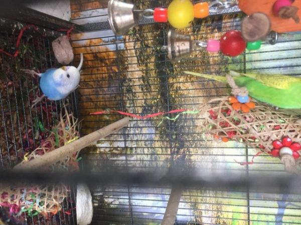 Image 5 of Baby Budgies need new home